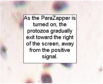 Para Zapper™ killing parasites